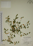 中文名:爵床(S013208)學名:Justicia procumbens L. var. procumbens.(S013208)英文名:Rat-tail willow