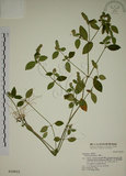 中文名:爵床(S016812)學名:Justicia procumbens L. var. procumbens.(S016812)英文名:Rat-tail willow