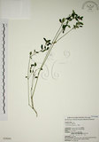 中文名:爵床(S028604)學名:Justicia procumbens L. var. procumbens.(S028604)英文名:Rat-tail willow