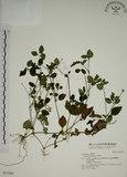 中文名:爵床(S031448)學名:Justicia procumbens L. var. procumbens.(S031448)英文名:Rat-tail willow