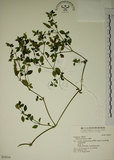 中文名:爵床(S035016)學名:Justicia procumbens L. var. procumbens.(S035016)英文名:Rat-tail willow