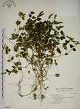 中文名:爵床(S046687)學名:Justicia procumbens L. var. procumbens.(S046687)英文名:Rat-tail willow