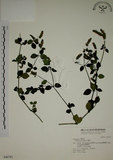 中文名:爵床(S046781)學名:Justicia procumbens L. var. procumbens.(S046781)英文名:Rat-tail willow