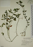 中文名:爵床(S048709)學名:Justicia procumbens L. var. procumbens.(S048709)英文名:Rat-tail willow