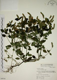 中文名:爵床(S049794)學名:Justicia procumbens L. var. procumbens.(S049794)英文名:Rat-tail willow