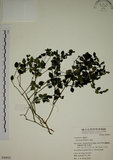 中文名:爵床(S050923)學名:Justicia procumbens L. var. procumbens.(S050923)英文名:Rat-tail willow