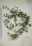 中文名:爵床(S051533)學名:Justicia procumbens L. var. procumbens.(S051533)英文名:Rat-tail willow