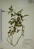 中文名:爵床(S054242)學名:Justicia procumbens L. var. procumbens.(S054242)英文名:Rat-tail willow