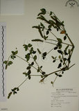 中文名:爵床(S055071)學名:Justicia procumbens L. var. procumbens.(S055071)英文名:Rat-tail willow