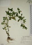 中文名:爵床(S055080)學名:Justicia procumbens L. var. procumbens.(S055080)英文名:Rat-tail willow