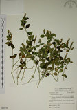 中文名:爵床(S062770)學名:Justicia procumbens L. var. procumbens.(S062770)英文名:Rat-tail willow