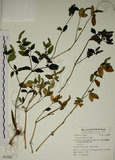 中文名:爵床(S062806)學名:Justicia procumbens L. var. procumbens.(S062806)英文名:Rat-tail willow