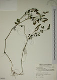 中文名:爵床(S062833)學名:Justicia procumbens L. var. procumbens.(S062833)英文名:Rat-tail willow