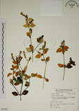 中文名:爵床(S062924)學名:Justicia procumbens L. var. procumbens.(S062924)英文名:Rat-tail willow