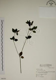 中文名:爵床(S063352)學名:Justicia procumbens L. var. procumbens.(S063352)英文名:Rat-tail willow