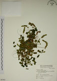 中文名:爵床(S067862)學名:Justicia procumbens L. var. procumbens.(S067862)英文名:Rat-tail willow