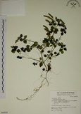 中文名:爵床(S068858)學名:Justicia procumbens L. var. procumbens.(S068858)英文名:Rat-tail willow