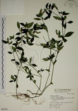 中文名:爵床(S069550)學名:Justicia procumbens L. var. procumbens.(S069550)英文名:Rat-tail willow