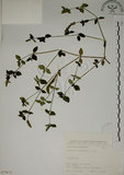 中文名:爵床(S075673)學名:Justicia procumbens L.(S075673)