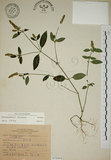 中文名:爵床(S075954)學名:Justicia procumbens L.(S075954)