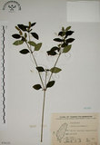 中文名:爵床(S076132)學名:Justicia procumbens L.(S076132)