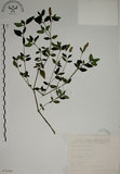 中文名:爵床(S076260)學名:Justicia procumbens L.(S076260)