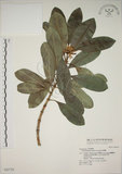 中文名:蘭嶼念珠藤(S042729)學名:Alyxia insularis Kanehira & Sasaki(S042729)英文名:Lanyn alyxia