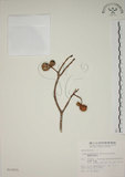 中文名:蘭嶼馬蹄花(S012655)學名:Tabernaemontana dichotoma Roxb.(S012655)中文別名:大葉山馬茶英文名:Lanyu tabernaemontana