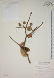 中文名:蘭嶼馬蹄花(S012656)學名:Tabernaemontana dichotoma Roxb.(S012656)中文別名:大葉山馬茶英文名:Lanyu tabernaemontana