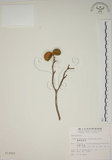 中文名:蘭嶼馬蹄花(S012657)學名:Tabernaemontana dichotoma Roxb.(S012657)中文別名:大葉山馬茶英文名:Lanyu tabernaemontana