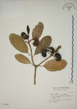 中文名:蘭嶼馬蹄花(S031444)學名:Tabernaemontana dichotoma Roxb.(S031444)中文別名:大葉山馬茶英文名:Lanyu tabernaemontana
