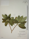 中文名:蘭嶼馬蹄花(S031465)學名:Tabernaemontana dichotoma Roxb.(S031465)中文別名:大葉山馬茶英文名:Lanyu tabernaemontana