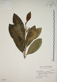 中文名:蘭嶼馬蹄花(S042908)學名:Tabernaemontana dichotoma Roxb.(S042908)中文別名:大葉山馬茶英文名:Lanyu tabernaemontana