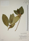中文名:蘭嶼馬蹄花(S042954)學名:Tabernaemontana dichotoma Roxb.(S042954)中文別名:大葉山馬茶英文名:Lanyu tabernaemontana