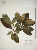 中文名:蘭嶼馬蹄花(S046688)學名:Tabernaemontana dichotoma Roxb.(S046688)中文別名:大葉山馬茶英文名:Lanyu tabernaemontana