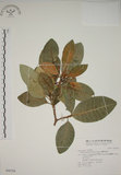 中文名:蘭嶼馬蹄花(S046768)學名:Tabernaemontana dichotoma Roxb.(S046768)中文別名:大葉山馬茶英文名:Lanyu tabernaemontana