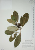 中文名:蘭嶼馬蹄花(S062794)學名:Tabernaemontana dichotoma Roxb.(S062794)中文別名:大葉山馬茶英文名:Lanyu tabernaemontana