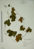 中文名:紅瓜(S017463)學名:Coccinia grandis (Linn.) Voigt(S017463)