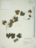 中文名:紅瓜(S017464)學名:Coccinia grandis (Linn.) Voigt(S017464)