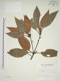 中文名:金新木薑子(S005191)學名:Neolitsea sericea (Blume) Koidz. var. aurata (Hayata) Hatusima(S005191)英文名:Neolitsea