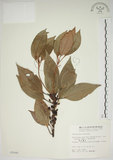 中文名:金新木薑子(S005646)學名:Neolitsea sericea (Blume) Koidz. var. aurata (Hayata) Hatusima(S005646)英文名:Neolitsea