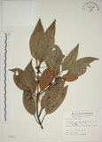 中文名:金新木薑子(S005651)學名:Neolitsea sericea (Blume) Koidz. var. aurata (Hayata) Hatusima(S005651)英文名:Neolitsea