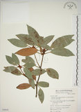 中文名:金新木薑子(S049659)學名:Neolitsea sericea (Blume) Koidz. var. aurata (Hayata) Hatusima(S049659)英文名:Neolitsea