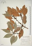 中文名:金新木薑子(S049751)學名:Neolitsea sericea (Blume) Koidz. var. aurata (Hayata) Hatusima(S049751)英文名:Neolitsea