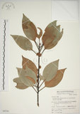 中文名:金新木薑子(S049766)學名:Neolitsea sericea (Blume) Koidz. var. aurata (Hayata) Hatusima(S049766)英文名:Neolitsea