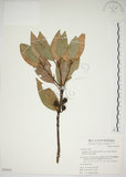 中文名:金新木薑子(S050943)學名:Neolitsea sericea (Blume) Koidz. var. aurata (Hayata) Hatusima(S050943)英文名:Neolitsea