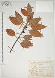 中文名:金新木薑子(S071741)學名:Neolitsea sericea (Blume) Koidz. var. aurata (Hayata) Hatusima(S071741)英文名:Neolitsea