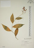 中文名:臺灣油點草(S001608)學名:Tricyrtis formosana Bak.(S001608)