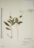 中文名:臺灣油點草(S036442)學名:Tricyrtis formosana Bak.(S036442)