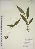 中文名:臺灣油點草(S069879)學名:Tricyrtis formosana Bak.(S069879)